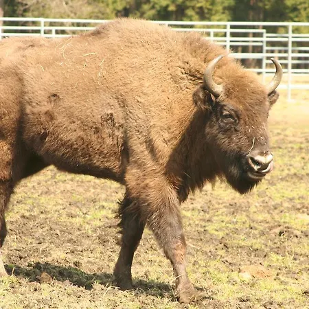 Apartament Centrum *