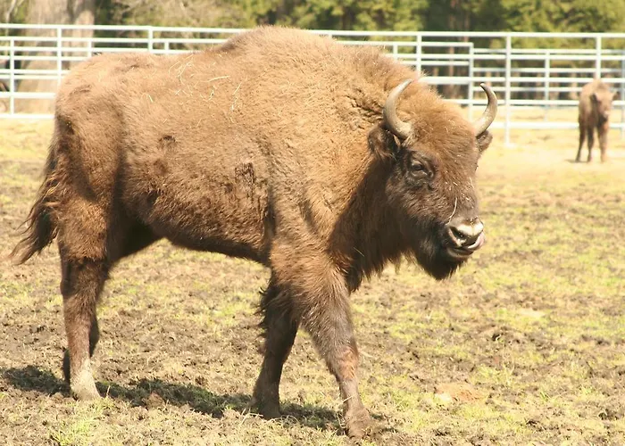 Apartament Centrum *